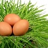 Что известно о яйце?